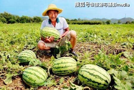 赞扬吃瓜的图片,品味生活，共享瓜趣