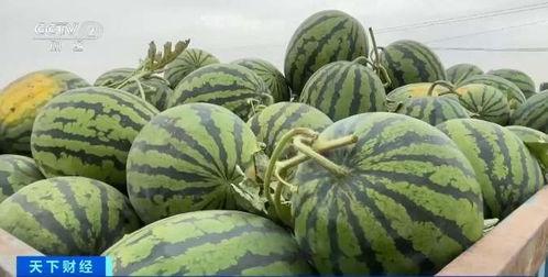 崇福吃瓜,揭秘当地特色美食背后的故事