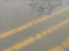 汤圆酱吃瓜GIF,趣味横生的瞬间捕捉