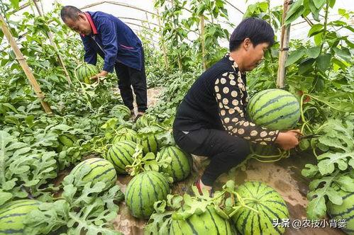 绞瓜苦可以吃么,揭秘其食用之谜